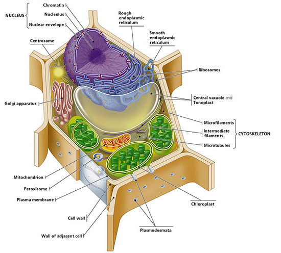 plant cell diagram for kids. Plant Cell Diagram
