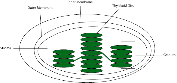 What Are Thylakoids